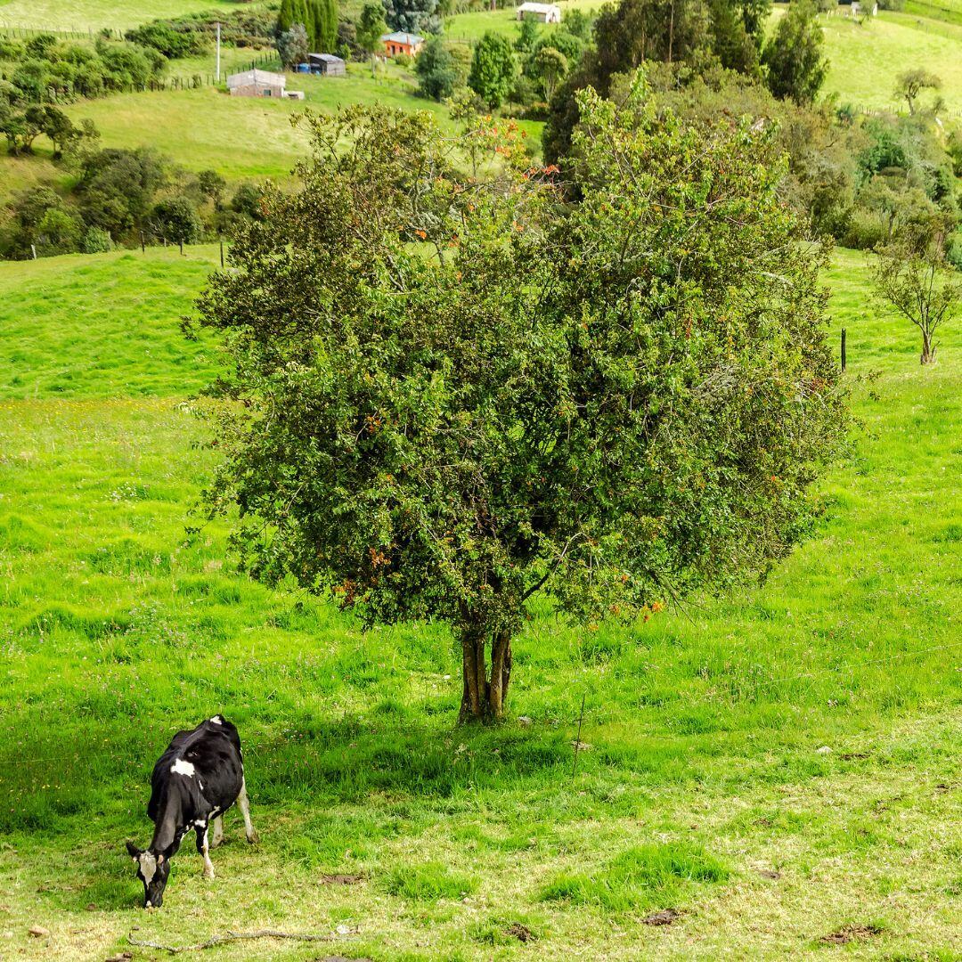 integrating trees and grazing livestock operations on the same land