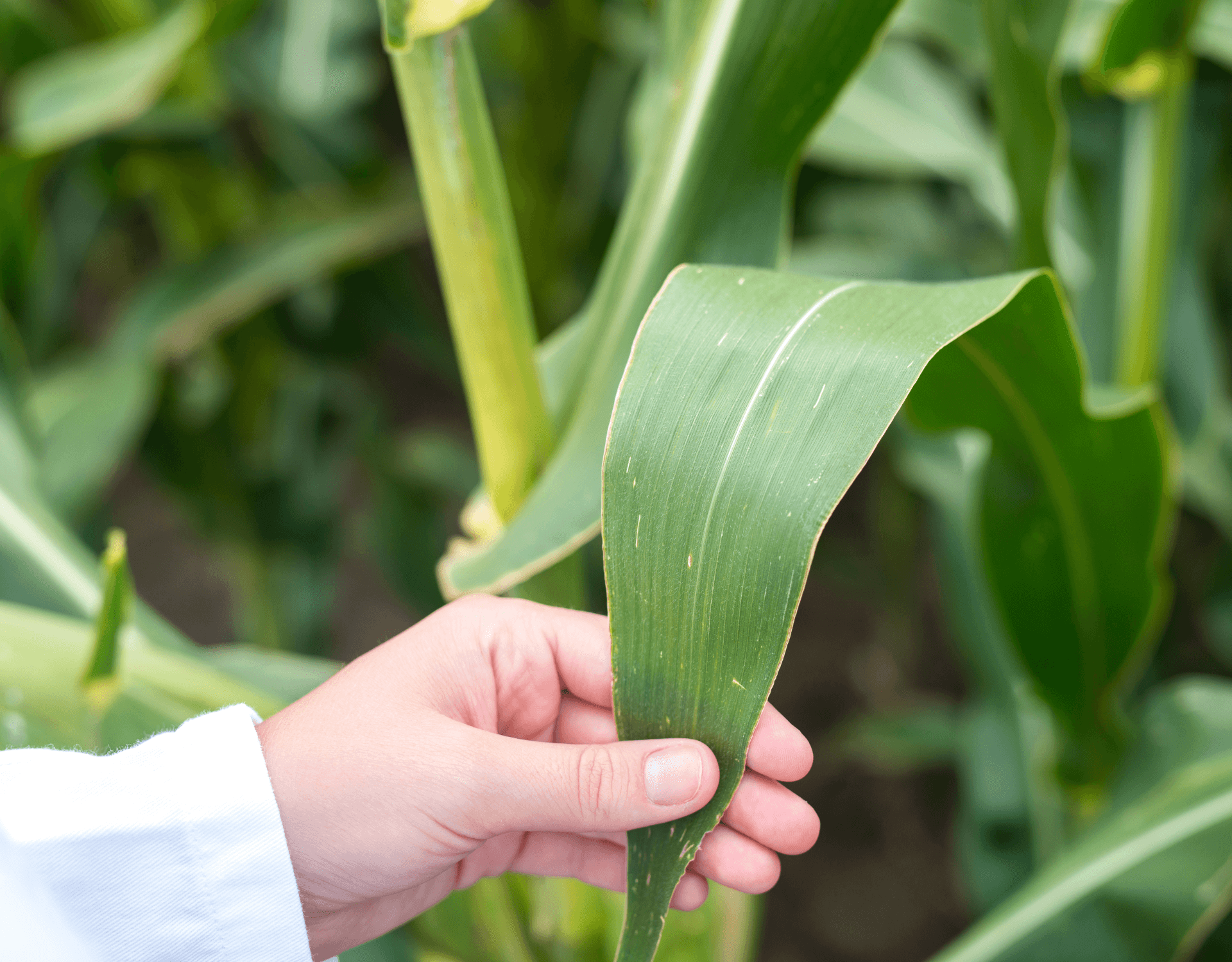 becrop farm resilience