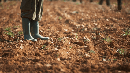 El suelo es un organismo vivo.