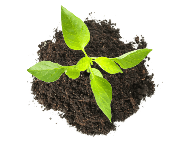 set-of-saplings-seedlings-in-black-soil-isolated-o-2021-09-02-22-19-49-utc copy